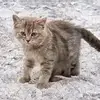 paigeeubanks909 - @uwerycipyqumavi - TikTok