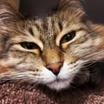 Paige Price - @paige_fastpitch07 - Instagram