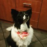 @paige_gorrie12 - Instagram