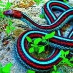 Paige herring - @reptile_style - Instagram