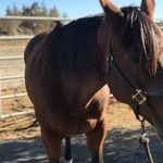 Paige Hess - @themightymidgetmare - Instagram