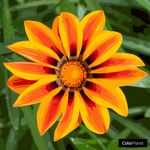 Paige Kirkpatrick Nabavian - @starburst63 - Instagram