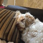 Paige MacPherson - @pmacpherson66 - Instagram