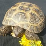 paige major - @turtle_power1234567 - Instagram