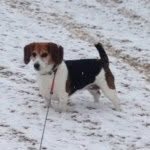 Paige Morrell - @bellathepocketbeagle - Instagram