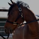 Paige Muller EQ - @paigeee_eq - Instagram