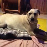 Paige Proctor - @dakin.dog - Instagram