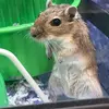 paige spencer - @paige_spencer_0723 - TikTok