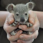 Paige Starr - @baby_animals.awsome - Instagram