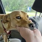 Paige Stein - @littlebabypuppyproductions - Instagram