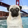 Paige Stuart-Stracey - @pugslovers012345 - TikTok