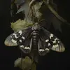 paigethomason26 - @paigethomason26 - TikTok