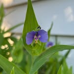 paige williamson - @_a_bugz_life - Instagram