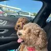 Paige Wolf - @paigewolf02 - TikTok