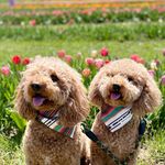 Paisley and Sky Mitchell - @paisleyandskydoodle - Instagram