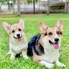 Baan Corgi Pak Chong (J&M) - @army4t - TikTok