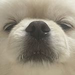 박콩 - @pakkongo.o - Instagram