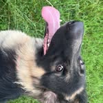 𝙿𝚊𝚔𝚔𝚞𝚗’𝚜 𝚍𝚒𝚊𝚛𝚢 🐶ྀི - @_pakkun.g_ - Instagram