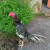 Pak Ling - @pak.ling1 - TikTok