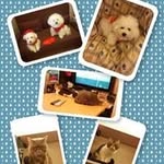 Pak Ling Wong - @paklingwong - Instagram