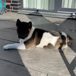 Pak Sung Bo® - Panda - @tayga_akita - Instagram