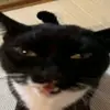 HELLO Bello - @pakyiu9696 - TikTok