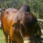 Ocegueda Sandoval Jesus Palemon - Facebook
