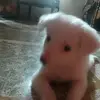 Pallavi sethi86 - @pallavisethi86 - TikTok