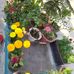 Pallawi Joshi - Facebook