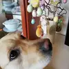 Palma Domenico Amato - @palmayuma - TikTok