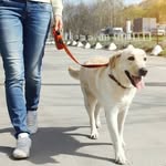 Dog Walker - @dogwalkerpalmas - Instagram