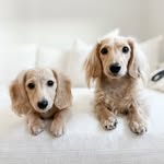 wilbur and palmer | long haired miniature dachshunds - @wilbur_minidox - Instagram
