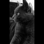 Palmer Marie Perkins - @palmer_the_kittycat - Instagram