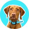Pawley - @palmettopointers - TikTok