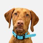 Pawley - @palmettopointers - Instagram
