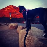Paloma Sullivan - @daleyranchdog - Instagram
