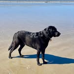 Pam Anson - @p4pammie - Instagram