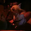 pam.archer - @pam.archer - TikTok