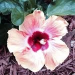 Pam Averill - @averill.pam - Instagram