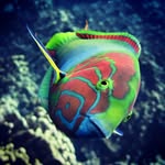 Pamela Averill Astroza - @underwater_chile - Instagram