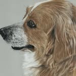 Pam Ball - @petportraitsbypam - Instagram