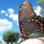 Pam Barnes McIntyre - @pam.mcintyre.359 - Instagram