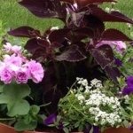 Pam Barton - @bartonsbay - Instagram