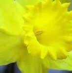 Pam Basham - Facebook