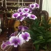 Phạm Bá Ty203 - @phambaty - TikTok