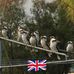 Pam Beall - Facebook