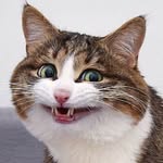 Pam Beardsley - @fizzyorangekitteh - Instagram