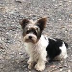 Pam Benge - @countryhomesteadfarm - Instagram