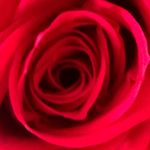 Pam Benton Brown - @bluice_911 - Instagram