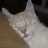 pamluedtkebowden - @pamluedtkebowden - TikTok